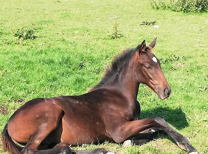 Next Door At Broomfield House Feriehus Midleton